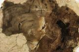 4.8" Long, Polished Petrified Wood Limb - McDermitt, Oregon - #198981-2